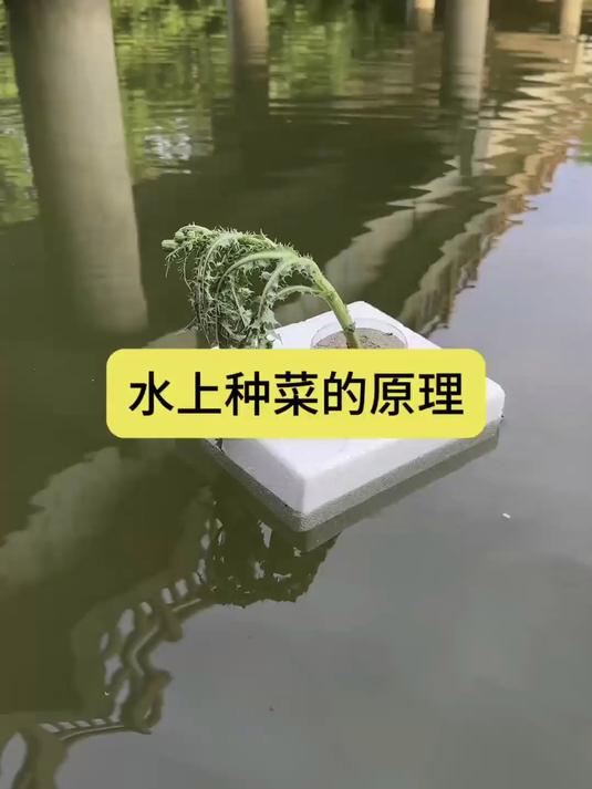 水上种菜的原理