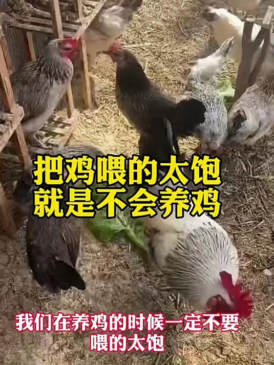散养鸡鸭鹅有何妙招?实用养殖技巧分享!