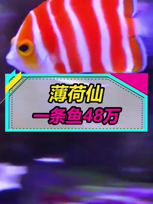 我不配拥有它!一条小鱼要价48万!如果你身边的朋友有一条薄荷