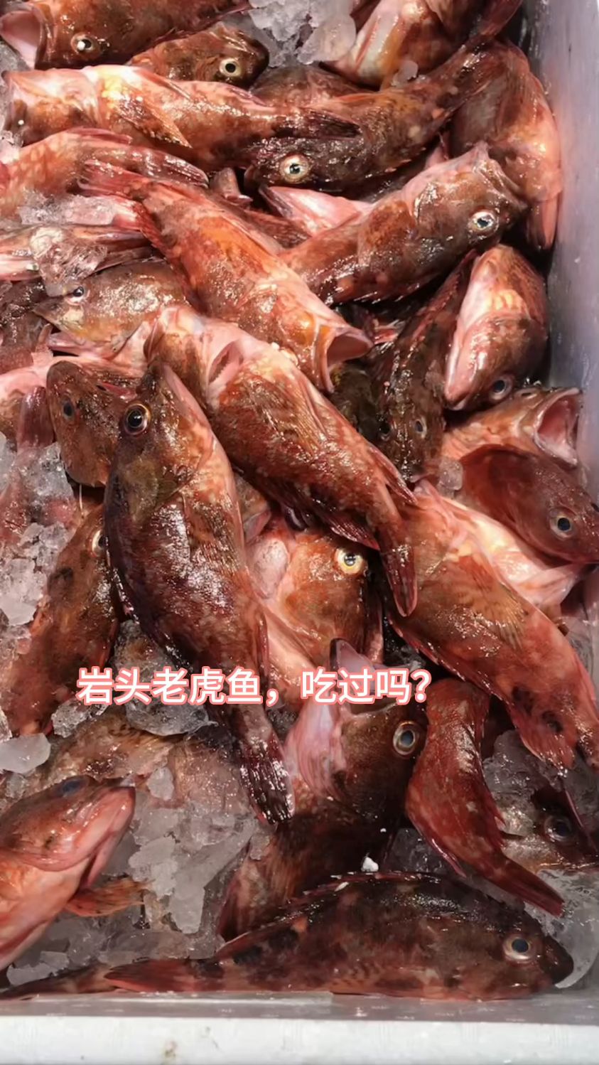 岩头老虎鱼学名石九公,个头不大汤汁浓郁,味道非常鲜美