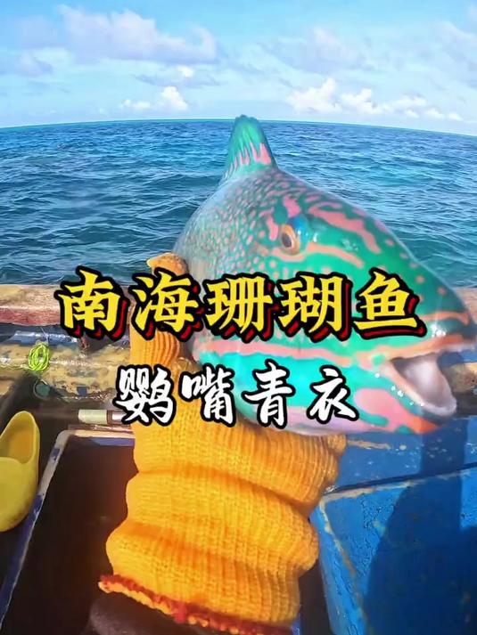 五彩斑斓的青衣鱼,不仅颜值好看,味道口感无比鲜美