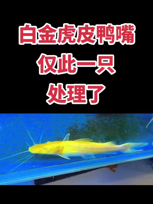 白子虎皮鸭嘴,20公分左右,还有一个,纯白金的,没有杂