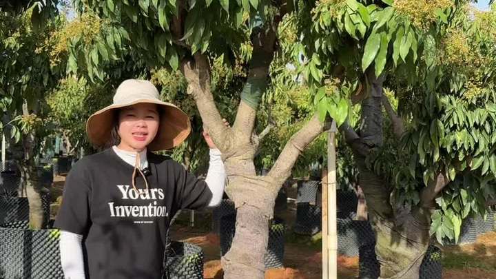 树形非常漂亮的糯米糍荔枝,果肉丰厚果核小,口感蜜甜多汁 果树