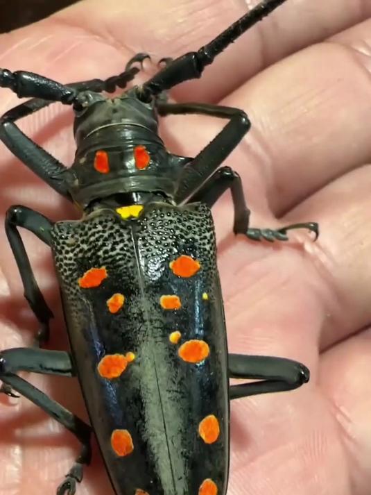 涛哥与女儿婆罗洲昆虫钓鱼之旅，和安老板的马来西亚昆虫之旅！