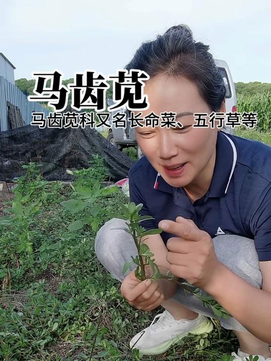 人们叫它蚂蚱菜、五行菜它就是马齿苋科的马齿苋