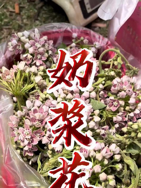 凉拌奶浆花，颜色好看，略带苦味，但也是独特的风味！