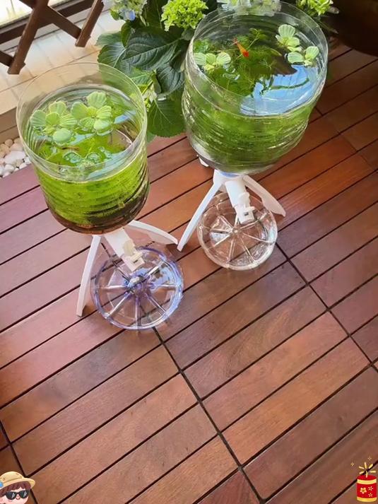 在家也能自制鱼缸，一个矿泉水瓶一个支架就可以搞定