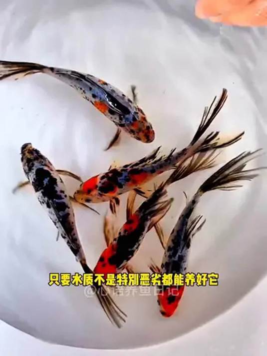 兰花草金鱼:淡水鱼贵族 如画美感 超好养
