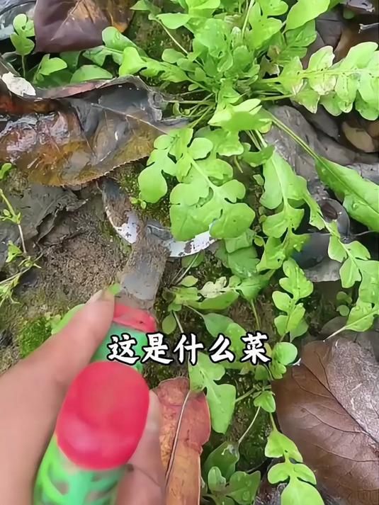 盘点农村常见的15种野菜，你吃过几种