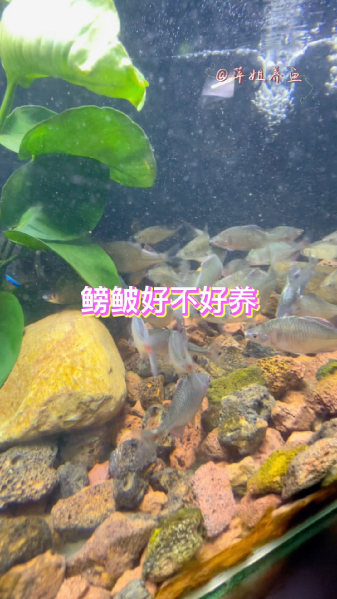 鳑鲏好不好养#水族 #鱼缸里的大自然 #观赏鱼