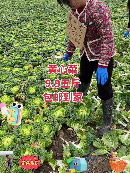 快来看看我家的黄心菜