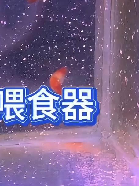 丰年虾怎么喂?喂了到处飘?你只需要一个丰年虾喂食器!
