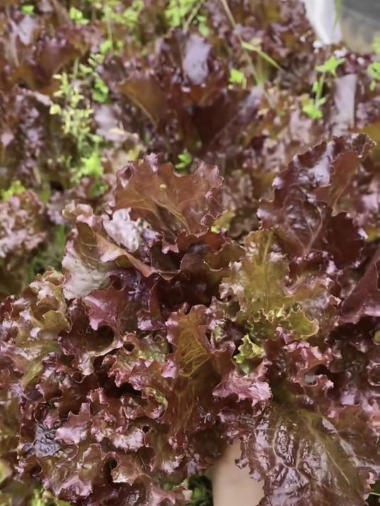 特色紫叶生菜种子,四季能播,口感鲜甜,轻松收获高产蔬菜