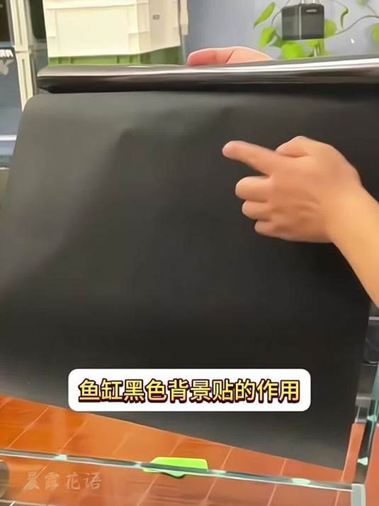 鱼缸贴黑背景纸,鱼儿发色好还安静,新手必知
