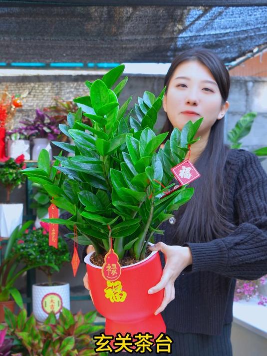 懒人绿植金钱树盆栽,又叫“钱串子”,寓意好,还能开花