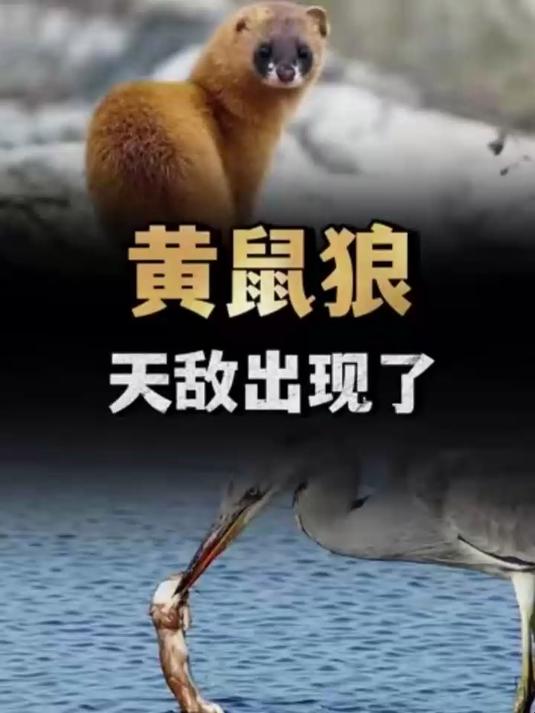 黄鼠狼的天敌出现了,吃黄鼠狼像吃辣条一样你知道是什么吗?