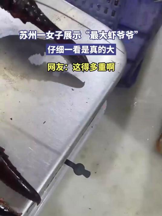 夏日苏州一女子展示“最大的龙虾”，仔细一看是真的大