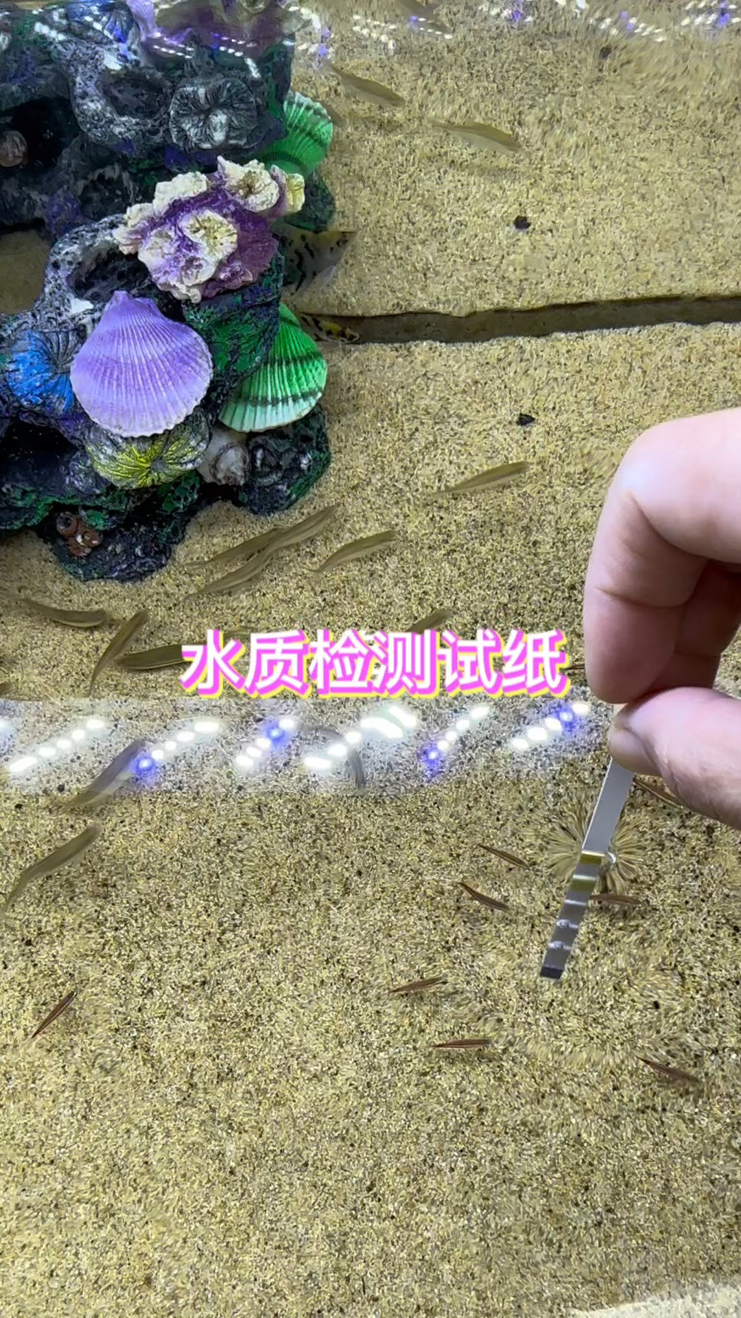 你的鱼缸总是莫名其妙的死鱼,又不知道问题出在哪里建议你用水质检测试纸测一下#水族