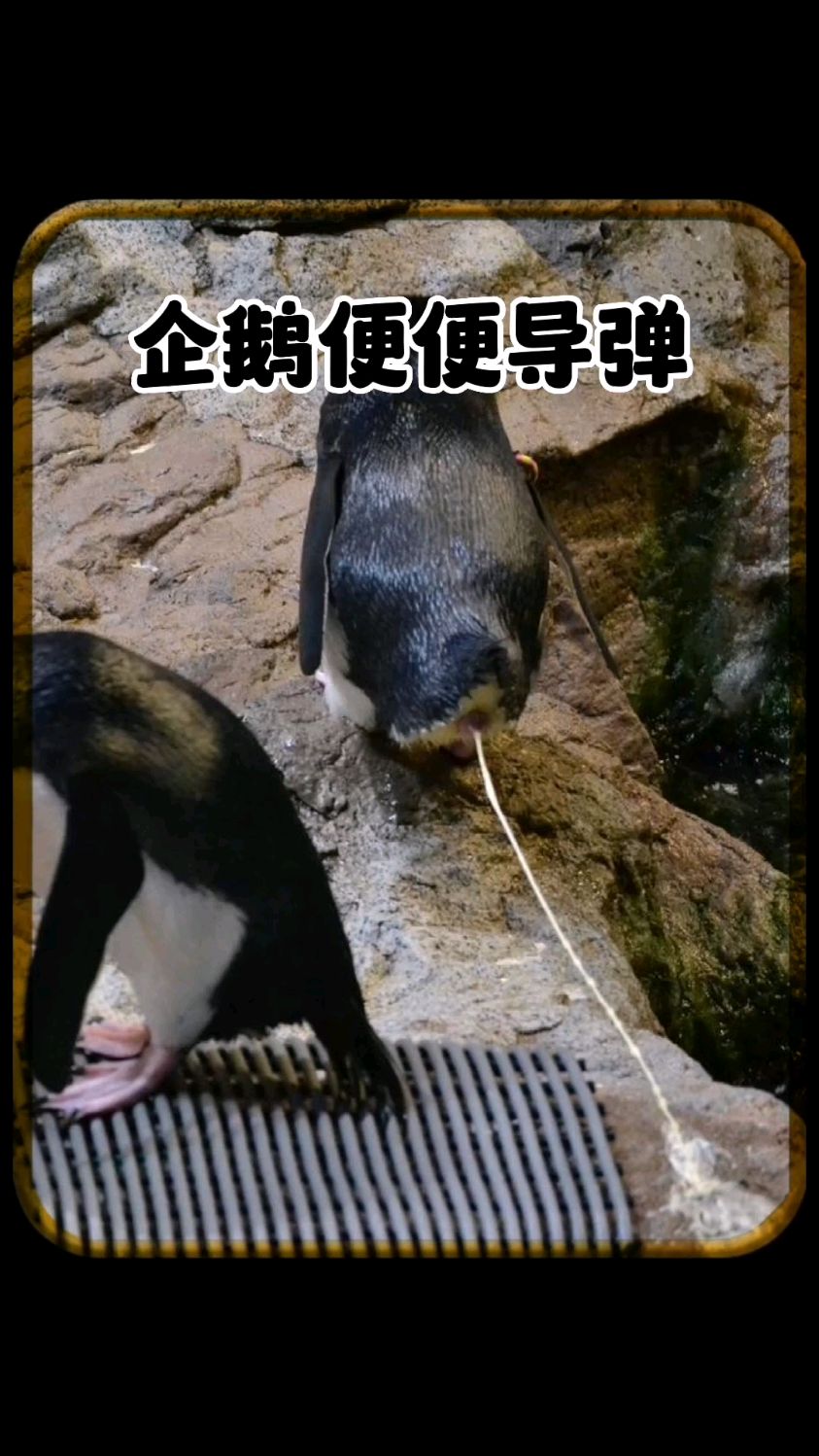 企鹅的便便就像导弹