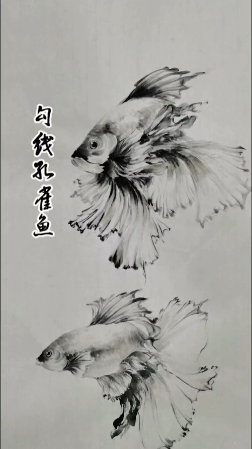 勾线绘画水墨孔雀鱼