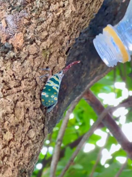 外形美丽的龙眼鸡受到很多人喜爱，却是一种果树害虫