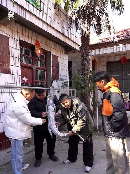 今天姐夫带来一只羊,让我给他做-羊肉板面料
