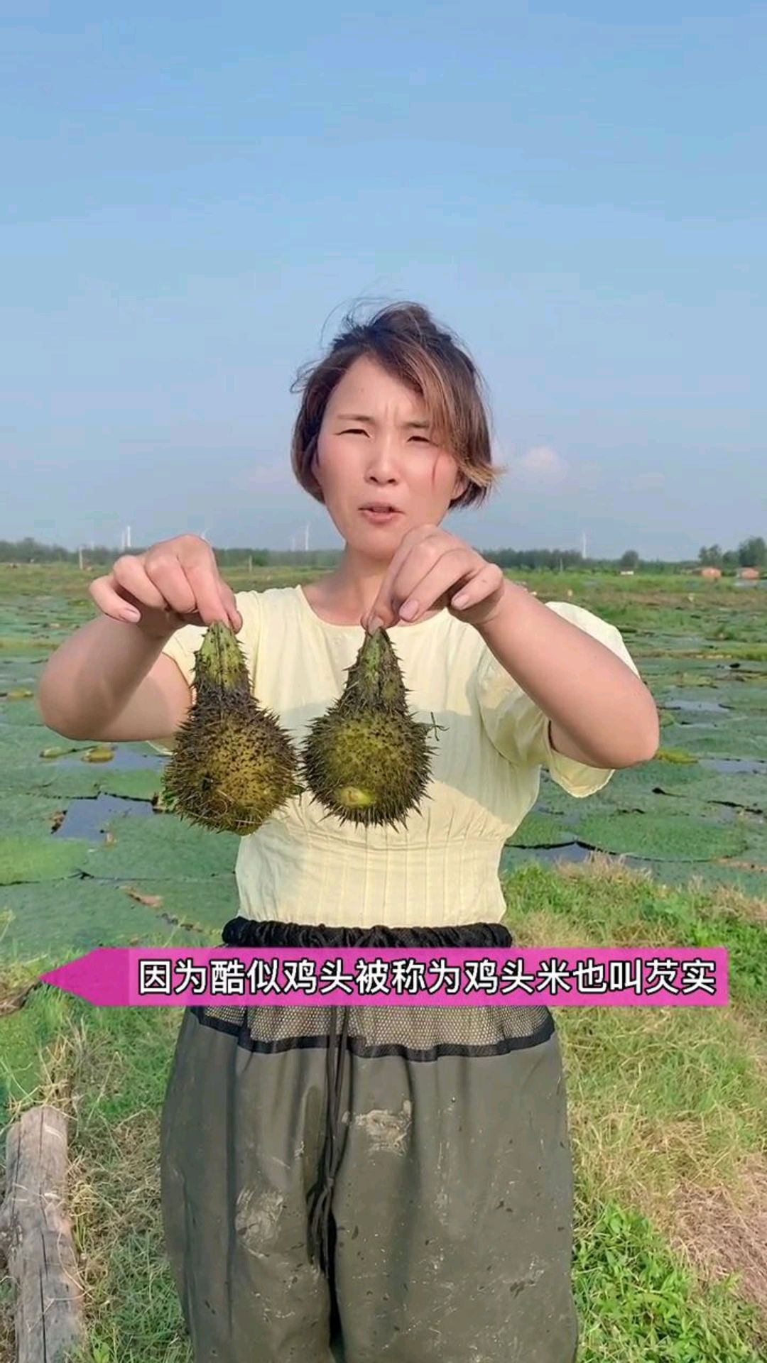 这个鸡头米剥开后,有点像石榴的感觉