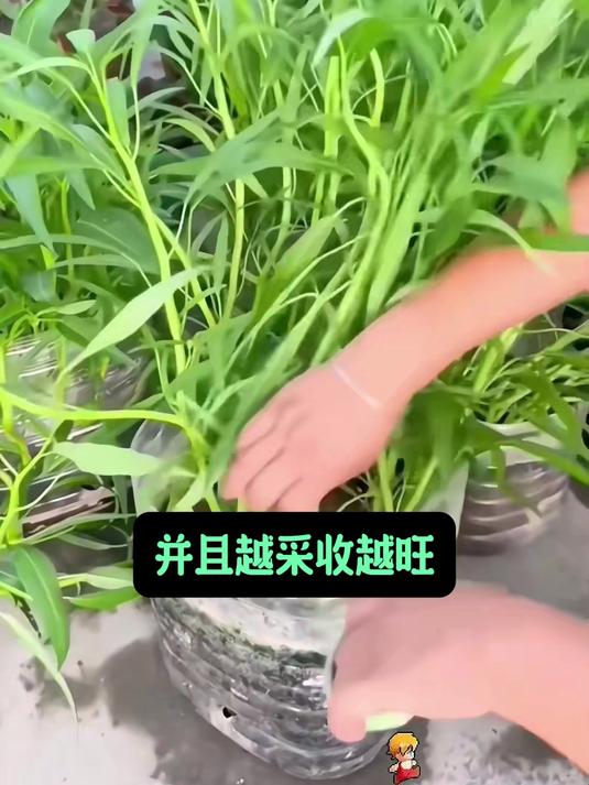 懒人必选菜种,三叉空心菜籽遇土就活,炒菜凉拌脆爽不塞牙