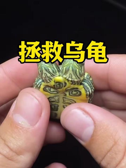 男人救了一只乌龟,乌龟给他生下一只,两只脑袋的乌龟宝宝