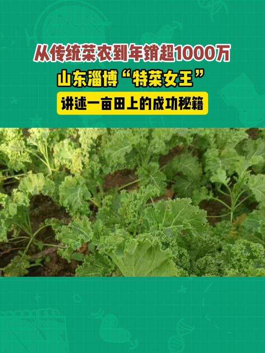 从传统菜农到年销千万,山东“特菜女王”讲述一亩田上的成功秘籍