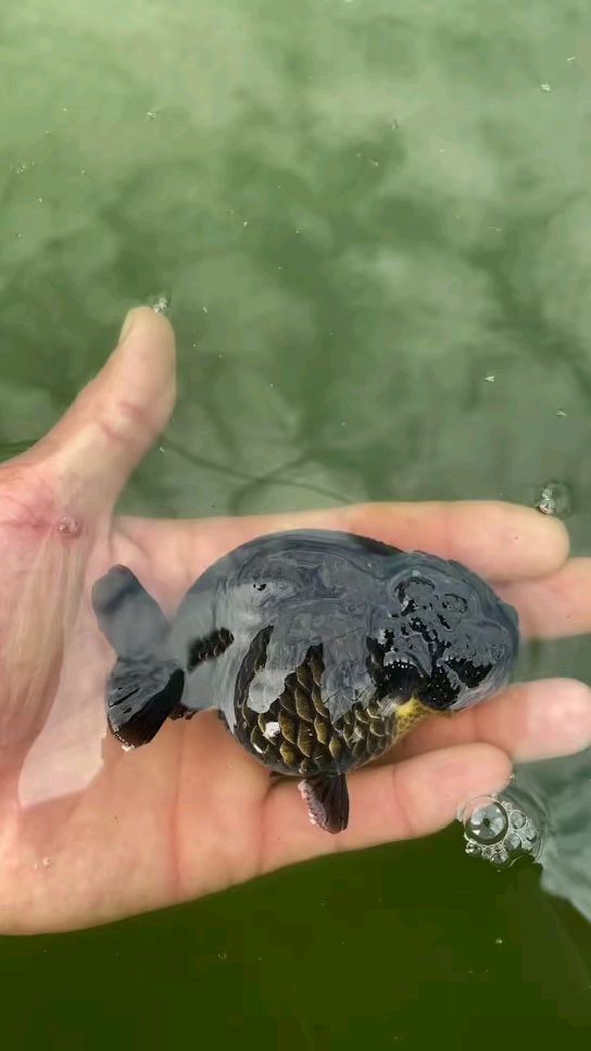 极品小黑寿金鱼