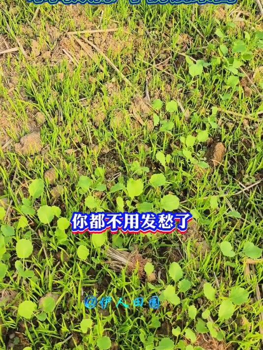 兆如丰油菜田苗后专用除草剂,禾阔双除,不伤作物!