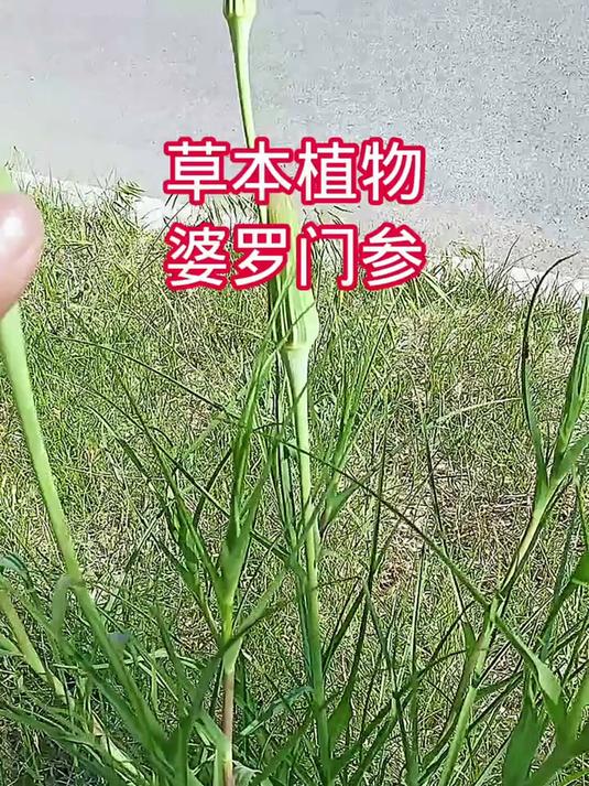 草本植物 婆罗门参 兔儿奶