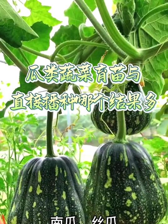 瓜类蔬菜育苗移栽与直接播种，哪种植方式结果更多