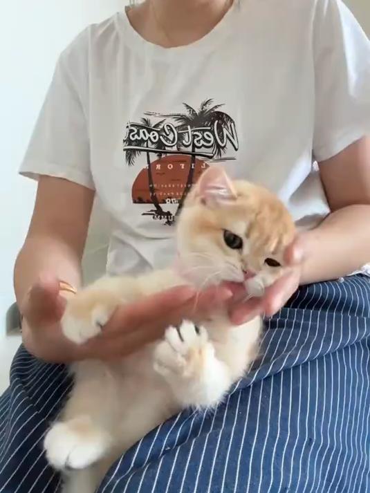 泡芙妹妹是一只舔狗猫