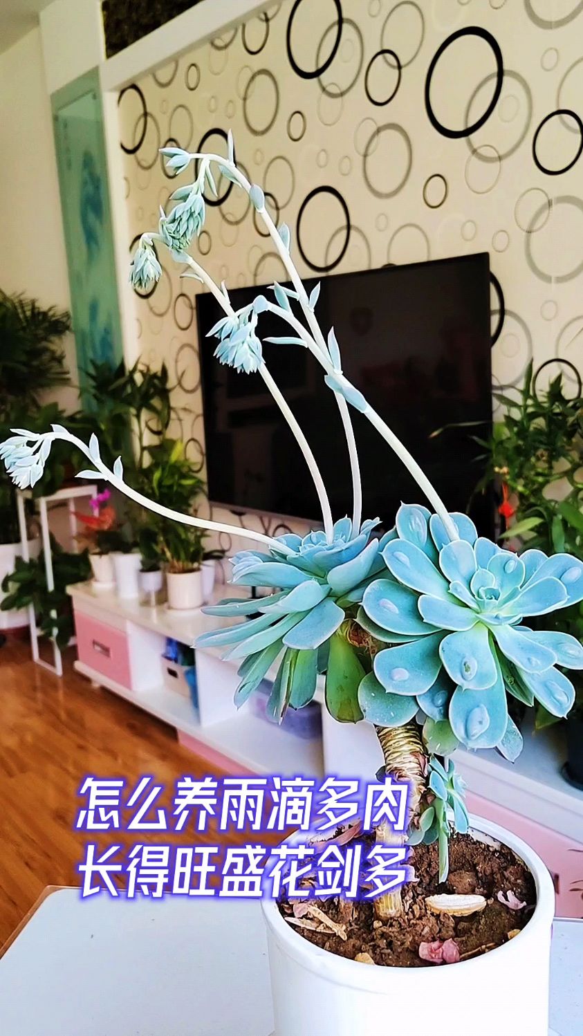 怎么养雨滴多肉长得旺盛花见多?