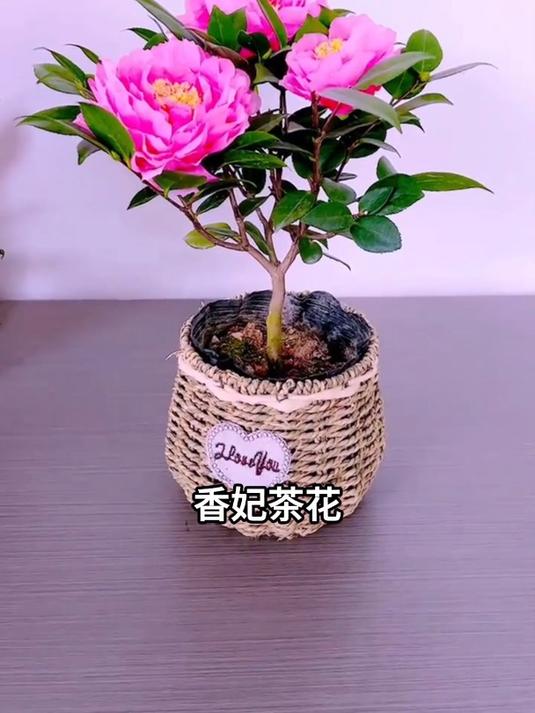 香妃茶花是茶花中最好养的,也是茶花中开花最大的