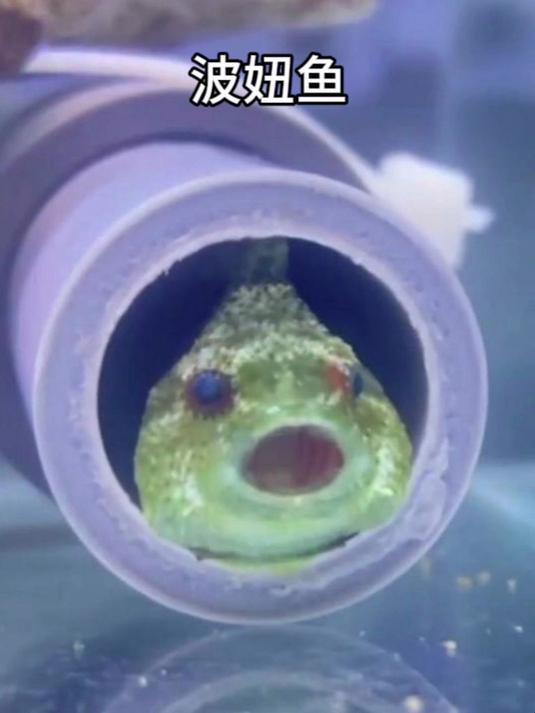 太平洋真圆鳍鱼:果然萌物的花期都非常短