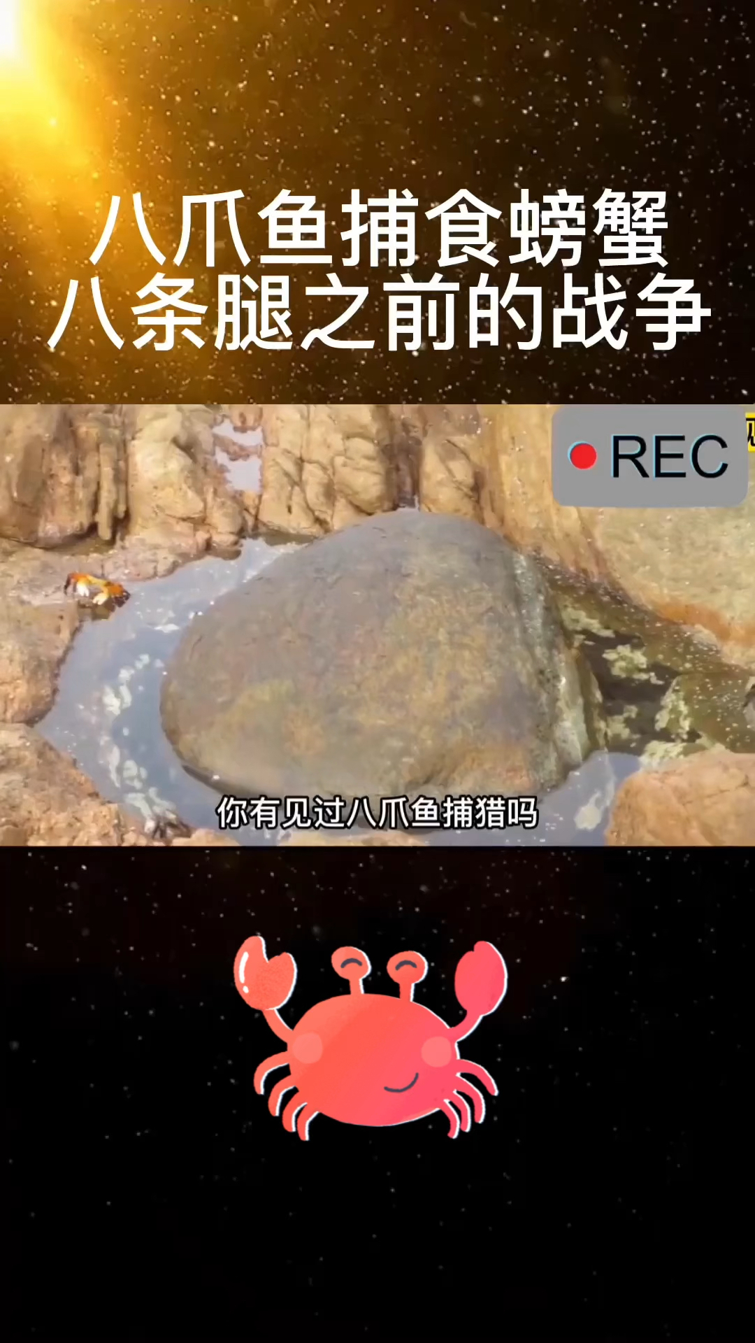 八爪鱼捕食螃蟹,同样是八条腿,谁更胜一筹?
