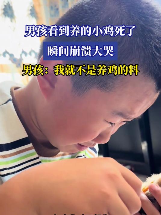 男孩看到养的小鸡死了，瞬间崩溃大哭，男孩：我就不是养鸡的料