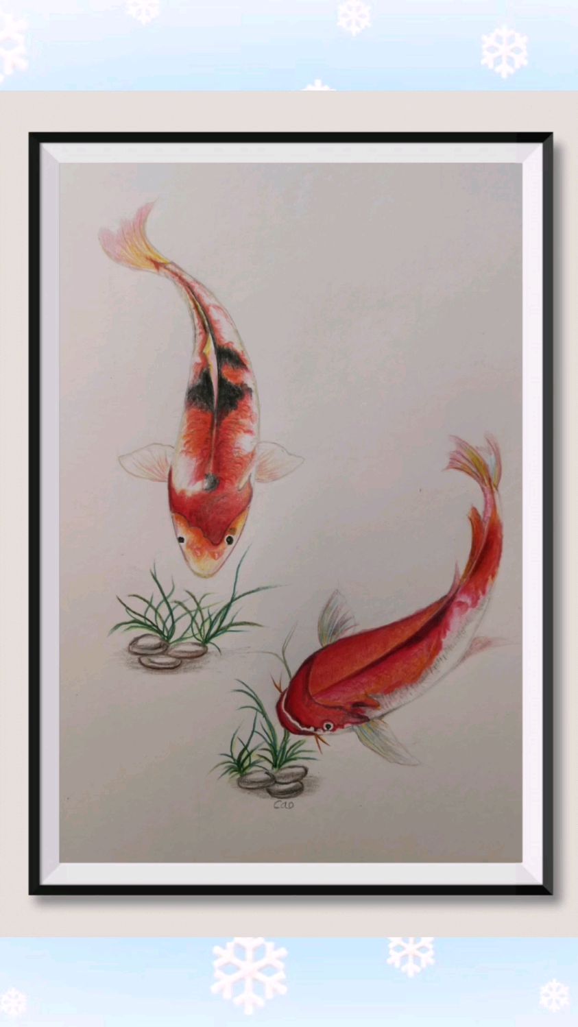 彩铅画:教大家画一对红鲤鱼鱼