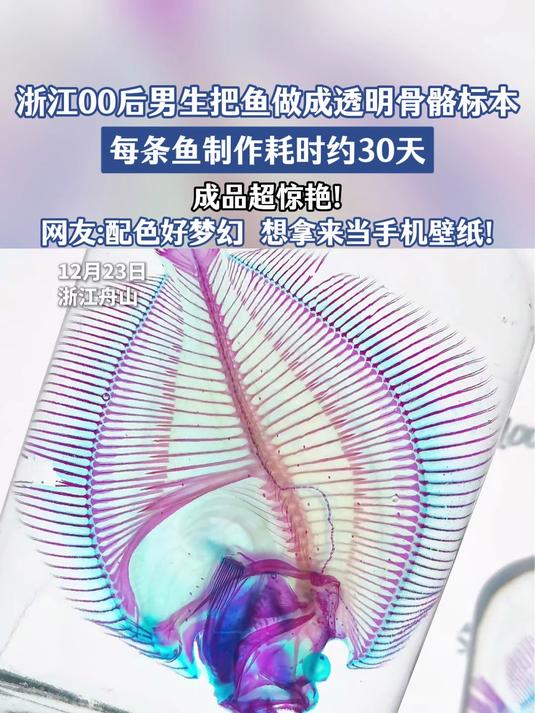 00后男子制鱼透明骨骼标本，配色梦幻成品惊艳耗时三十天