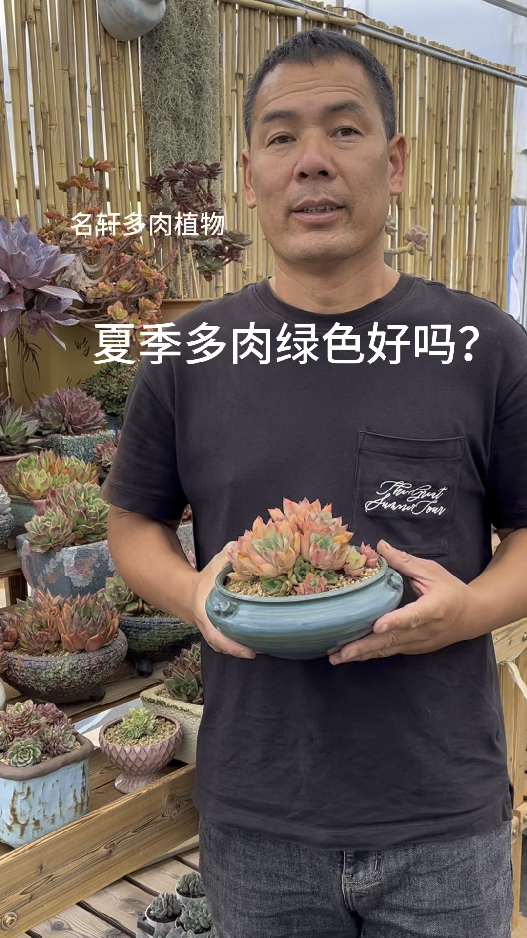 多肉植物夏季绿色好吗?
