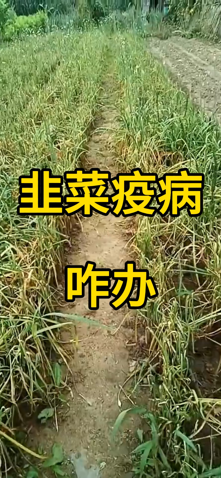 韭菜疫病咋办?