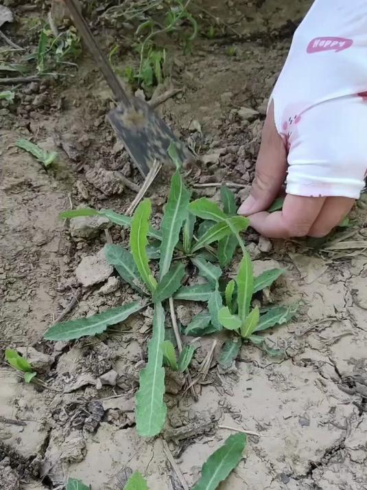 曲麻菜要摘干净,叶子的背面爱有虫卵,一定要注意