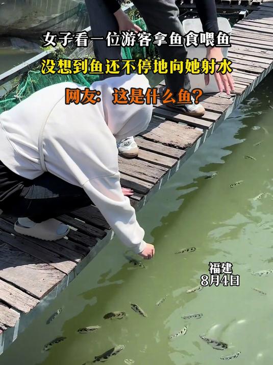 女子看一位游客拿鱼食喂鱼，没想到鱼还不停地向她射水