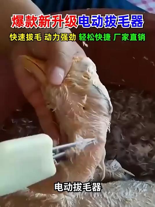 此拔毛器一出,拔鸡鸭鹅毛轻松提速!几分钟不费力脱毛!#鸡鸭鹅拔毛神器#