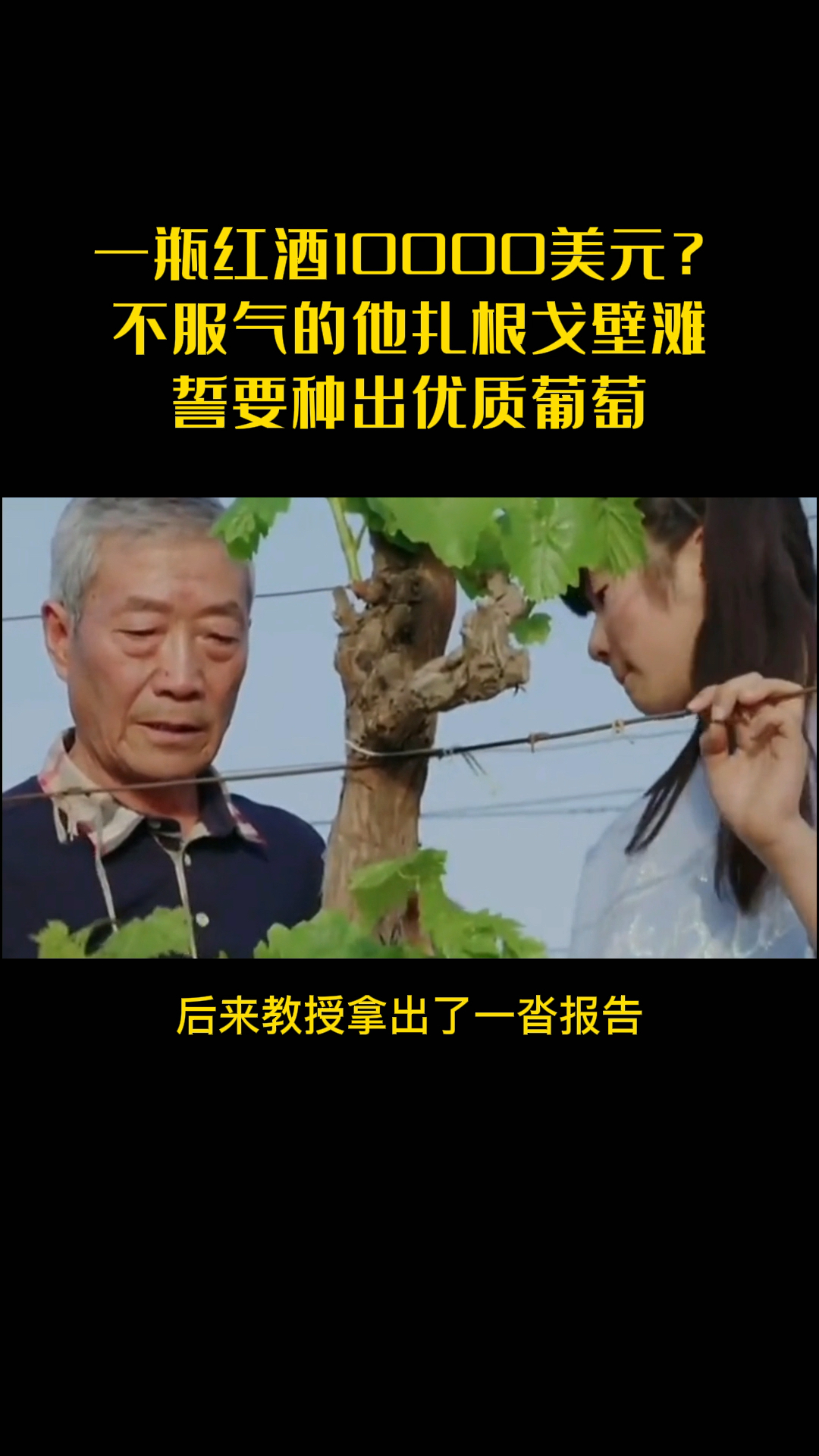山海情中的贺兰山东麓葡萄酒竟然是真的