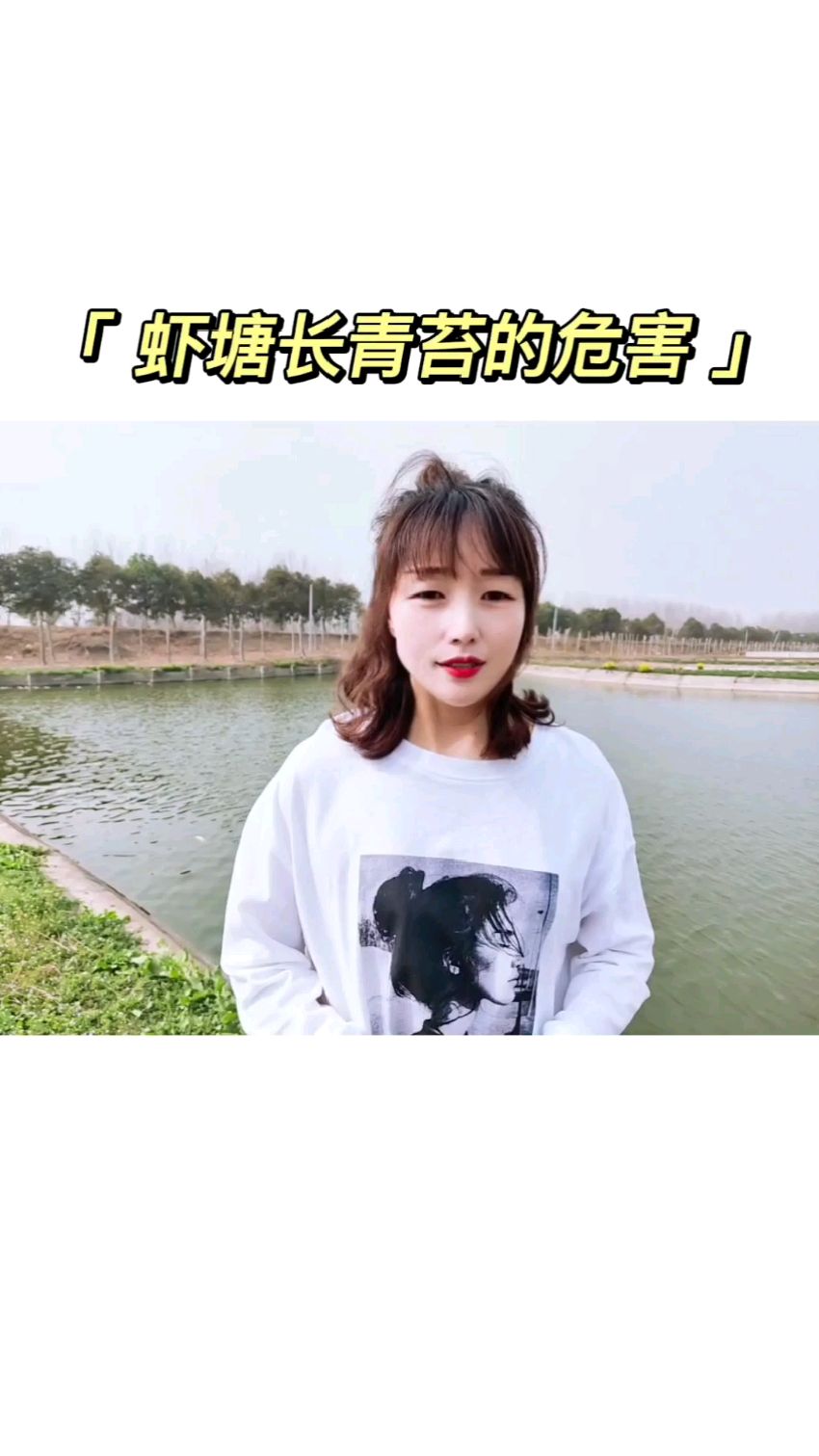 虾塘长青苔的危害