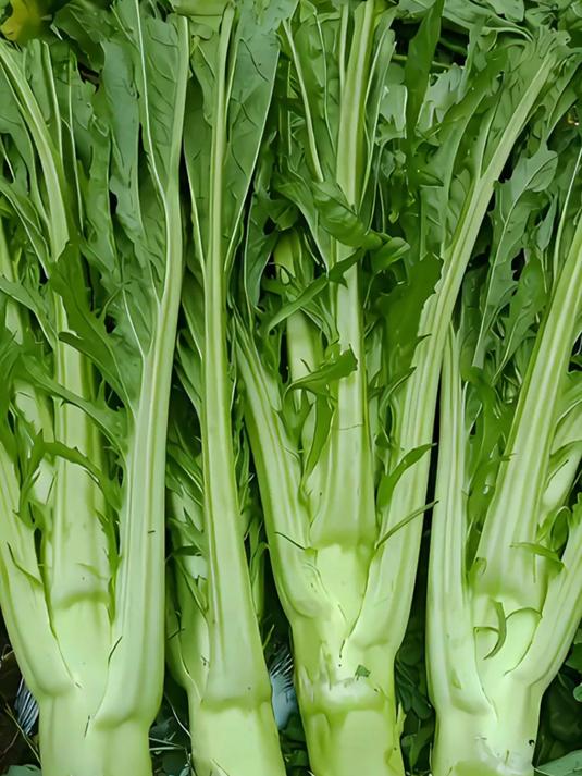 想种好秋季棒菜，把握种植时间很关键！棒菜秋季种植时间介绍！